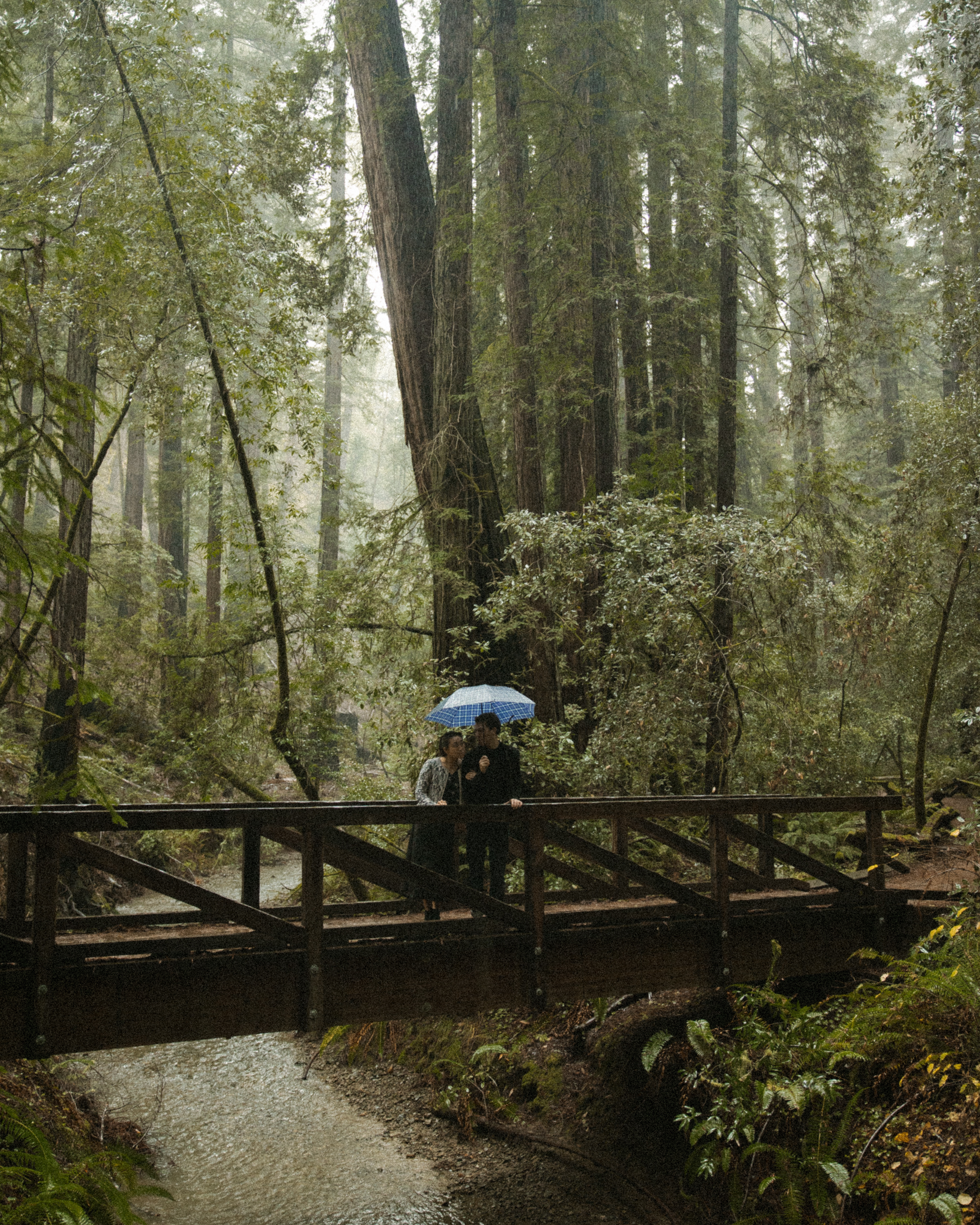 The footbridge through tall redwoods in fog